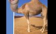 Wie man einen Kopf zu setzen, die eventuell nicht dein sein, auf einem Kamel