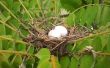 Vogel-Nest von der Schale von