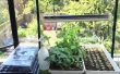 Urban Farming: Indoor Starter Pflanzen aus Samen
