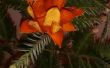 Immergrüne Orange Blume
