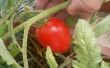 Tomaten Gartenarbeit - Samen, die Frucht