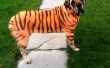 Tiger-Hund