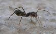 Gewusst wie: Ameisen loszuwerden