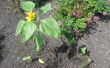 Wirkt Wunder wachsen wirklich das Wachstum der Sonnenblume Pflanze während der Keimung und den frühen Stadien des Wachstums der Pflanze nach? 