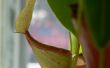 Nepenthes-Kannenpflanze Blumenerde Mix von Grund auf neu