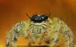 Wütende Spinne mit beängstigend Augen