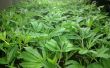 Klonen: Ihre Cannabis-Pflanzen Vermehrung