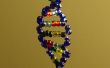 Die Doppel-Helix-Glas Bead DNA-Modell v2. 0