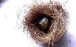Machen A Bird Nest & Eggs (Slideshow)