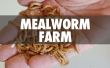 Mehlwurm Farm