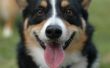 Arduino kontrolliert Hund Essen/Futterspender