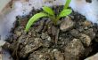 Wie Sie Ihr eigenes Saatgut-Starter-Tassen, die gut sind für Pflanzen! 