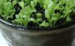 Topfpflanzen Pitaya