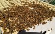 Bienenstock/Install ein Bienenvolk aus einem Paket