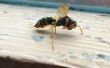 Verhindern, dass Biene & Wespenstiche (einfachste Leben Hack!) 
