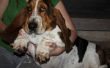 Erdnussbutter Kürbis Hund behandelt