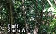 Riesiges Spinnennetz