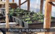 Blumenkasten-Pflanzung - wie man pflanzt eine Pflanzerkasten