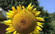 Gewusst wie: Grow Sonnenblumen