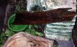 Making A Reptil Klettern Stick und versteckt Stick