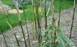 Bambus-Barriere (recycelte Förderband)