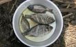 Essen, Invasive Arten: Sambischer Pan Fried Tilapia