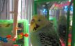 LED Farbe wechselnden Vogel Spielzeug! 