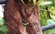 Kokosnuss Schale Übertopf für Orchideen