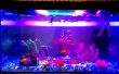 Aquarium LED Beleuchtung || High-Intensity || Fisch-Farbe zu verbessern