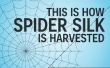 Wie Spinnenseide geerntet wird