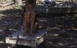 Einfach Hundetraining mit einem Plotz Tisch