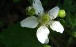 Feststellung und photographieren Wildblumen der Low-Impact-Weg