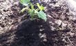 Befestigung Zucchinni Sämlinge gepflanzt