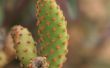 Cactus Dornen mit Leichtigkeit zu entfernen