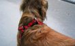 Schnellwechsler für Haustiere - Aggancio Rapido pro Animali Domestici