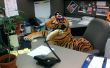 Kabine-Tiger bei der Arbeit