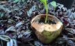Wie erstelle ich eine ökologische junge Kokosnuss-Pflanzer