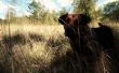 Hund, Hund von Baskerville: Haustier Foto bearbeiten