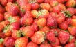 Erdbeeren (Foto Contest rote Woche)