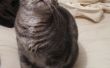 Bewegung sensible Katze Futterspender