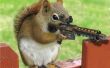 Gewusst wie: 2012 Eichhörnchen Invasion überleben