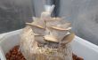 Wie wachsen Austernpilze Store gekauft Pilze