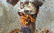 DIY-verrückte FREAKSHAKES - Peanut Butter Chocolate Milkshake