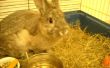 Ein vor kurzem kastriert/sterilisiert Kaninchen Pflege