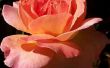 Gewusst wie: Rose Stamm Stecklinge vermehren