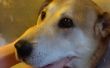Verbessert: Peanut Butter glücklich Hundekuchen