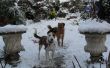 Wie man einen Hund im Schnee amüsiert