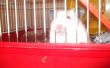 Hausgemachte Hamster behandeln (: