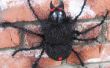 Black Hairy Scary Spider