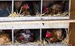 Heben Sie Ihre Hühner durch Gebäude Coops mit verschiedenen Chicken Coop Pläne